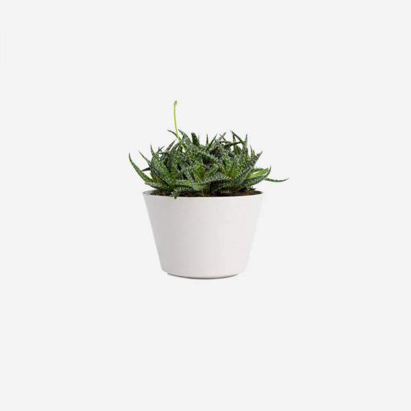 iPhone 8 Plus features a 5.5-inch Retina HD display